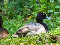 Erpel der Bergente in der Voliere